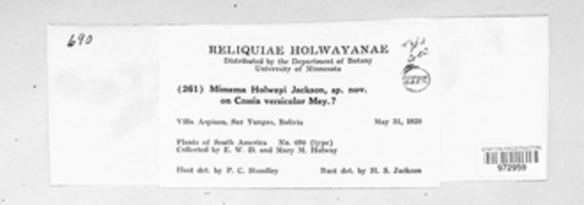 Sorataea holwayi image